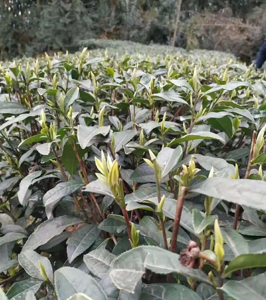 春分之后，茶旅游学正当时