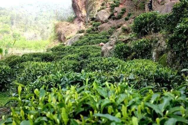 2019黄茶品鉴会 |  御用“贡茶”远安黄茶