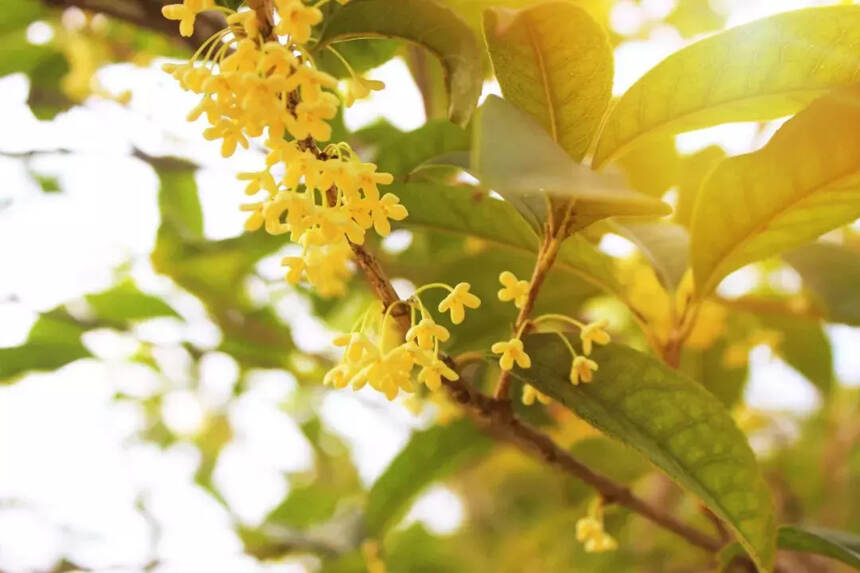 70首诗词中的“桂花”，香满整个秋天