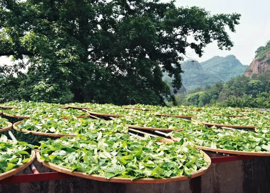 如何正确认识岩茶山场？