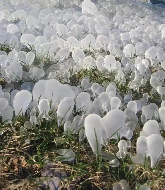 难得一见的雪中花，美到心醉！