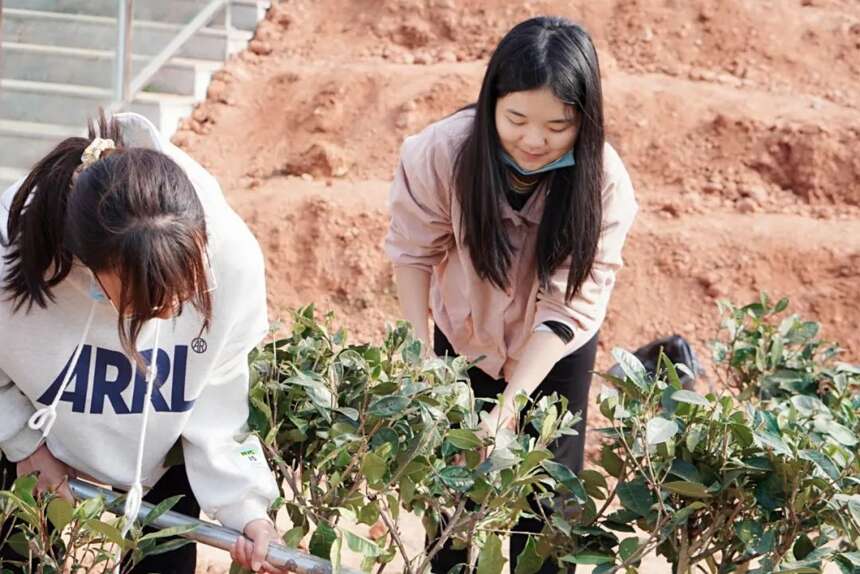 茶文化公园蒙顶山茶园植茶仪式今日成功举行