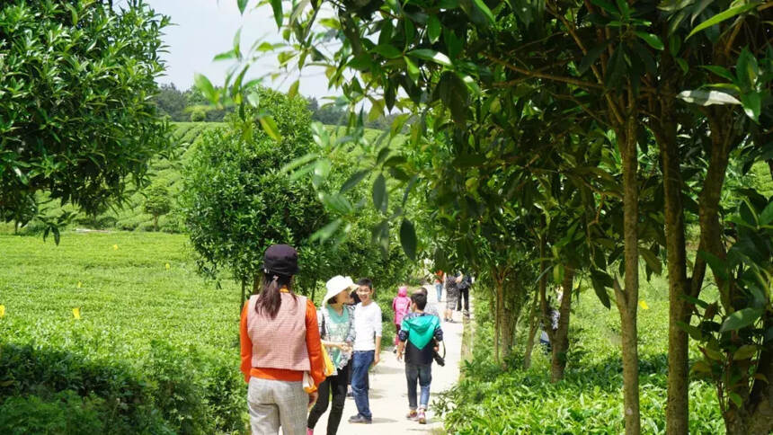 破茧成蝶 看凤冈茶产业十年嬗变