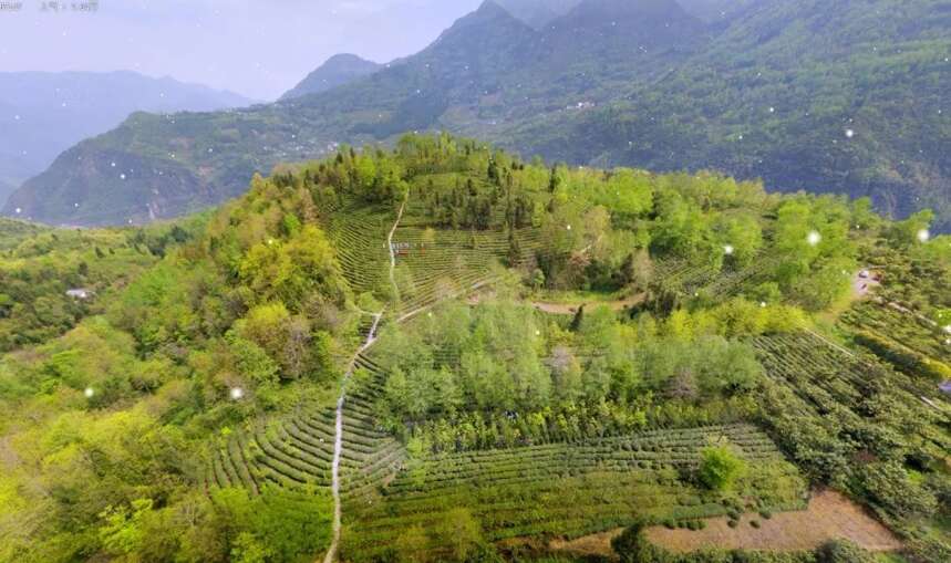 北川第七届中国羌茶节即将开幕，川茶名镇擂鼓镇等您寻山问茶