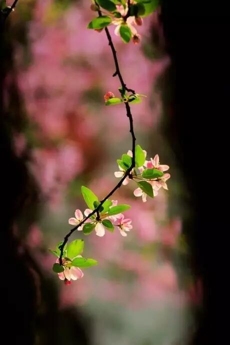 若到春天，芳菲自来