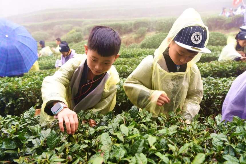 茶旅世界 | 500多名小朋友齐聚蒙顶山，到底干个啥？