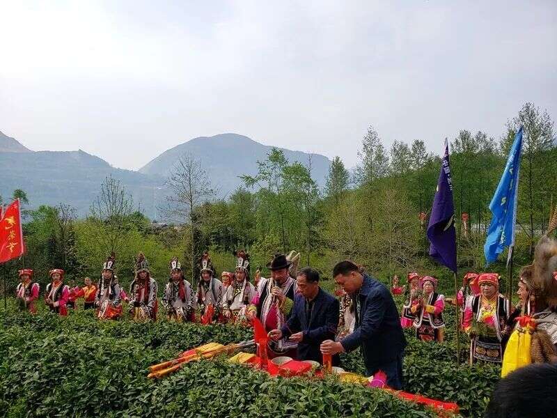 北川第七届中国羌茶节即将开幕，川茶名镇擂鼓镇等您寻山问茶