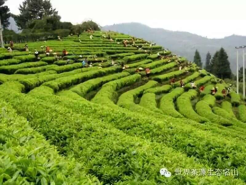 一座氤氲茶香的滋润之城