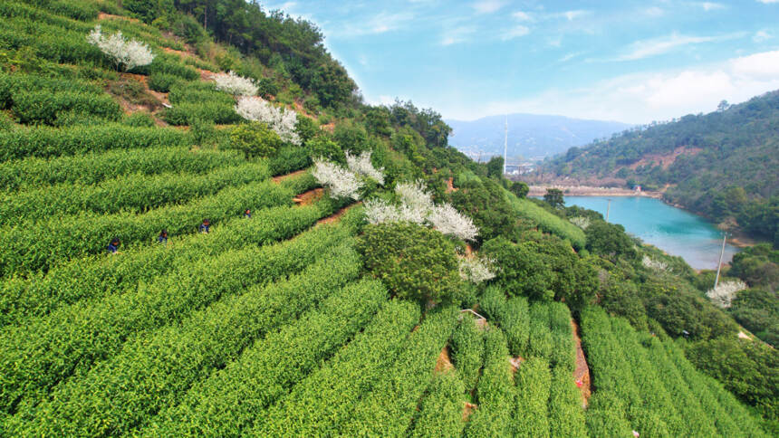 七万茶企，守护了一片大好河山