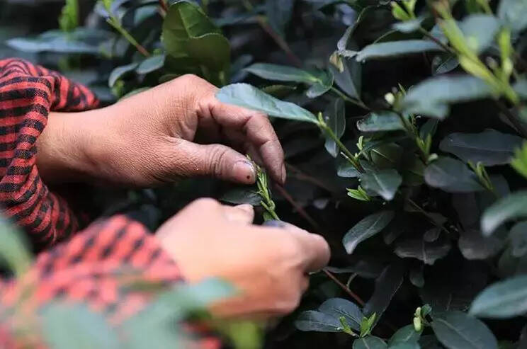 劳动节｜向茶行业的劳动者致敬