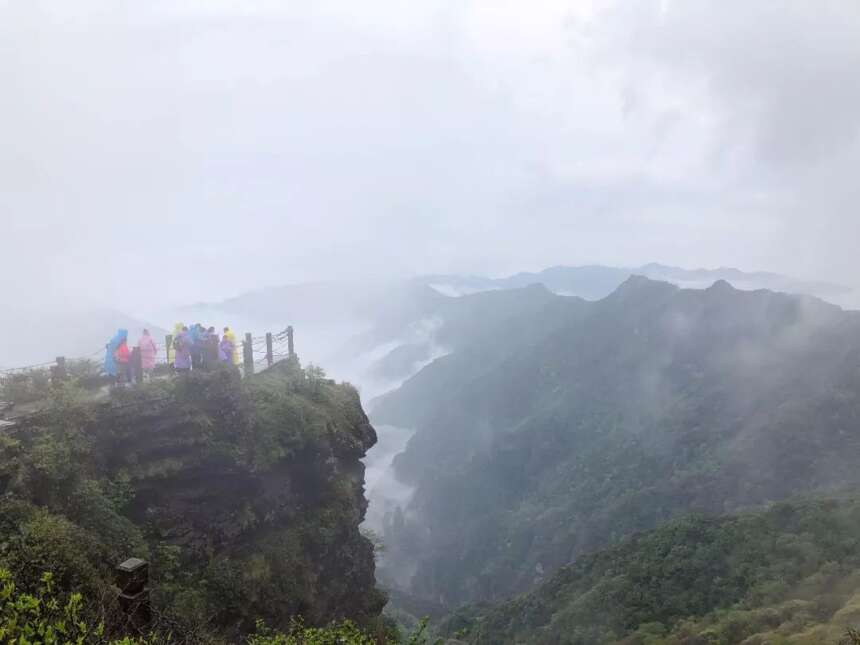 梵天净土 秘境寻茶| 云放梵净山茶园开园仪式圆满落幕