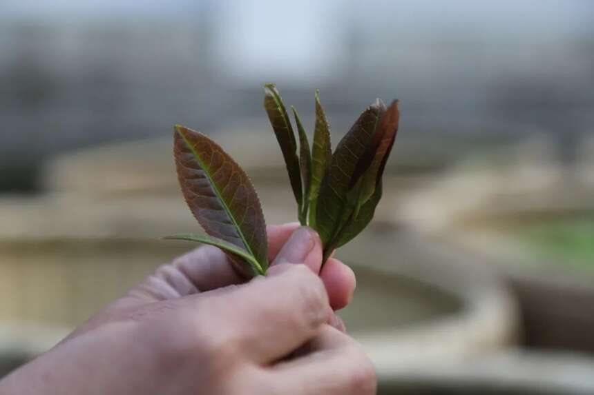 江子崖茶日志5｜川西藏王寨悬崖上，又见紫芽茶