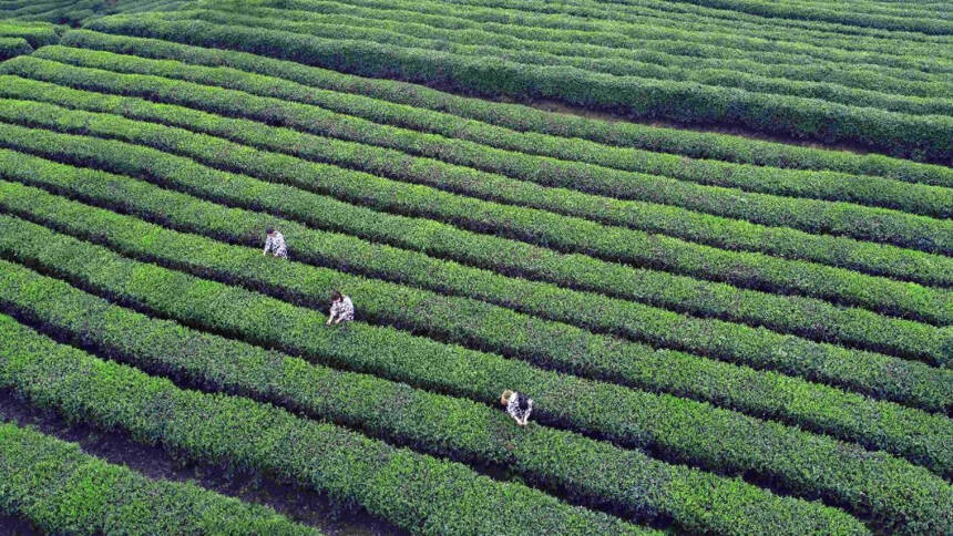 七万茶企，守护了一片大好河山