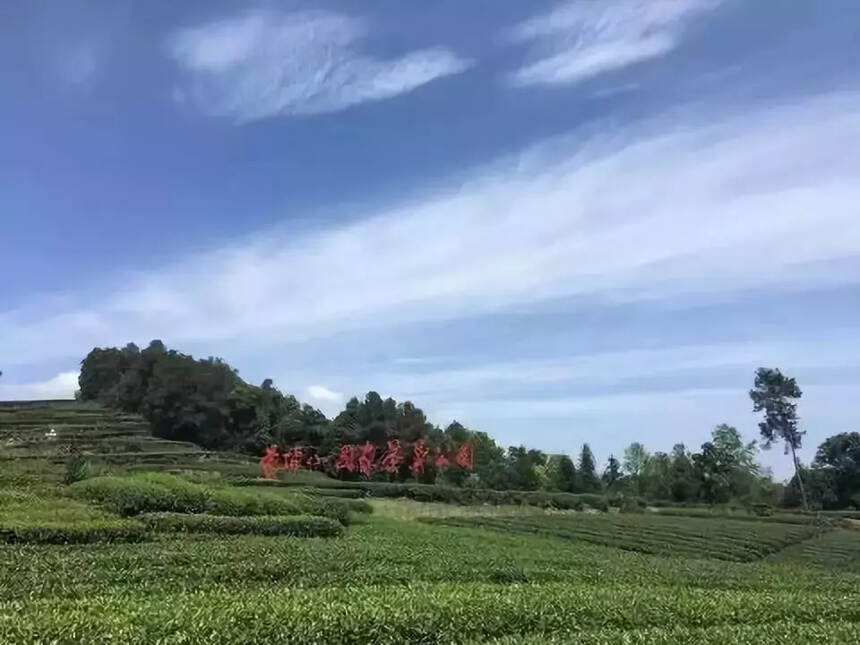 赵懿“三兄弟”与蒙顶山茶