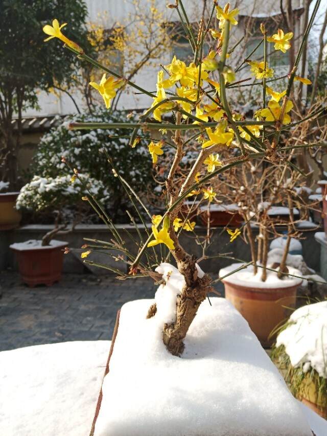 春天里，看这场迟来的雪！