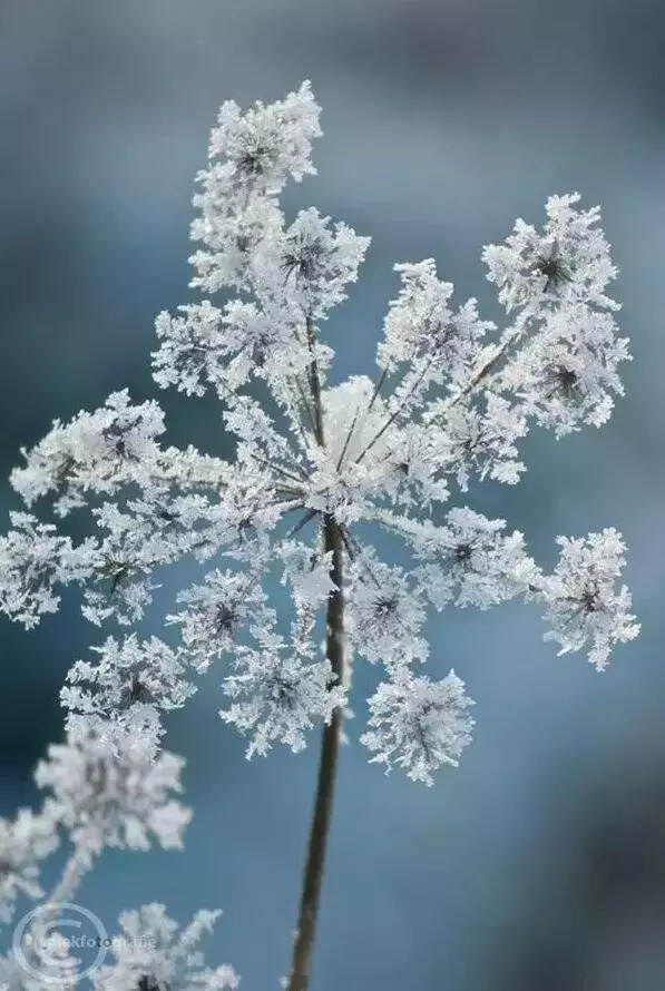 难得一见的雪中花，美到心醉！