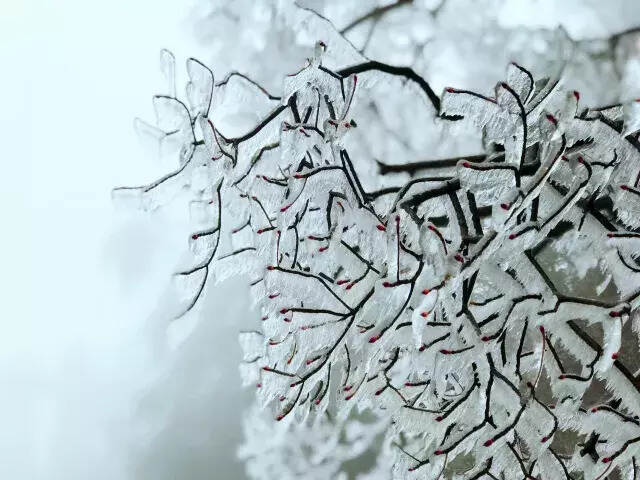 雪后的黄山，犹如仙境，美轮美奂！