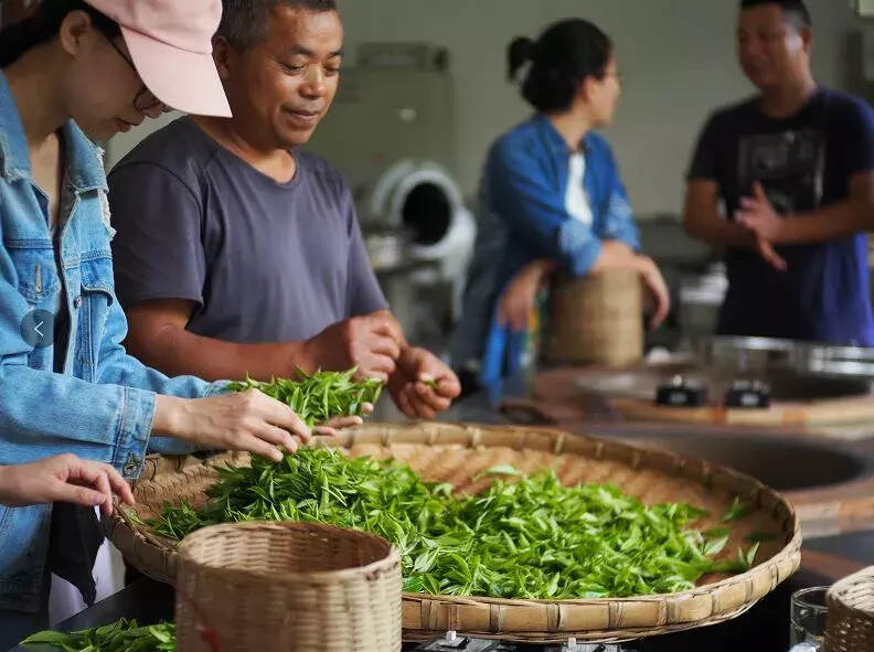 茶旅世界｜牛碾坪万亩观光茶园