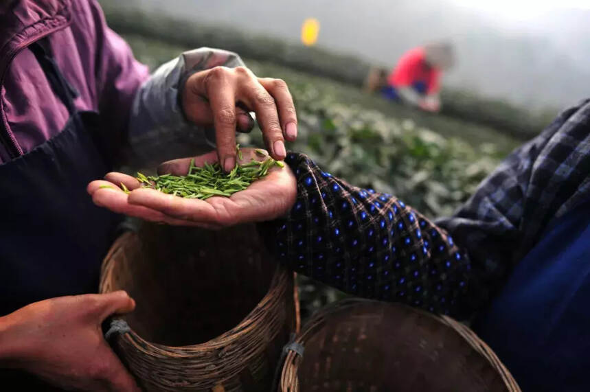 爱茶的成都人不会错过的大大大事！竹叶青请全城喝国礼茶！