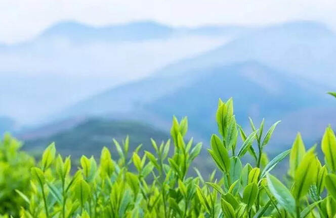 普洱茶膏学堂 5讲