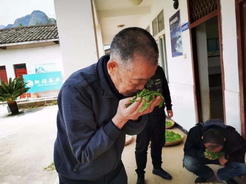 江子崖茶日志2｜江子崖野生红茶今日在江油试制成功