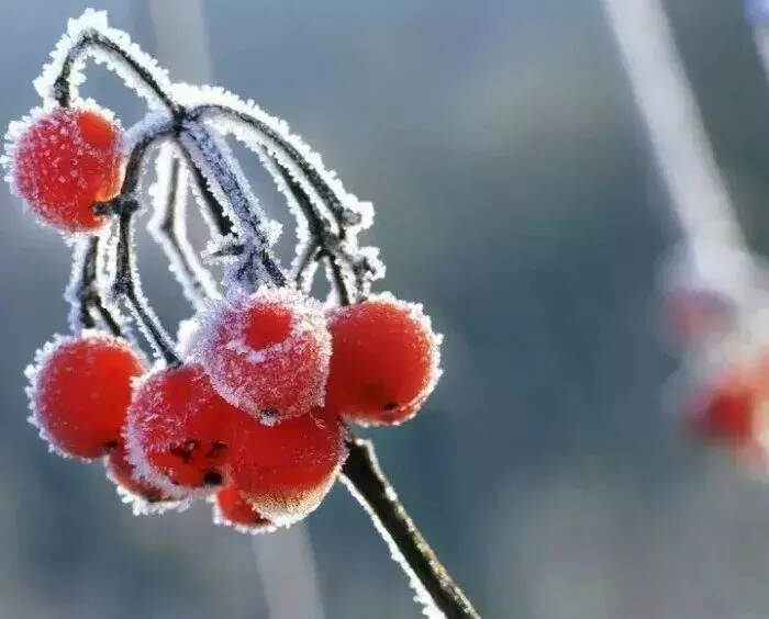 今日霜降丨早晚清寒，愿君多珍重