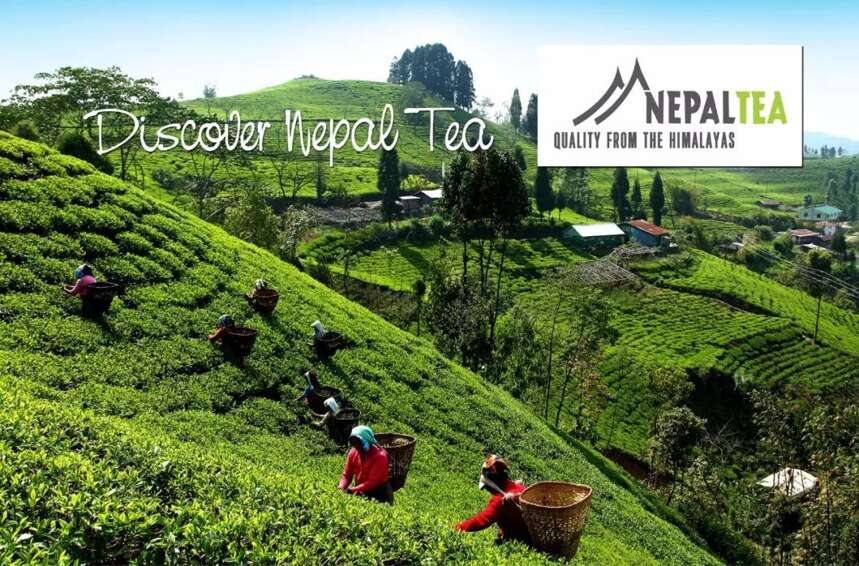 五月来逛茶博会，品一杯尼泊尔高山茶