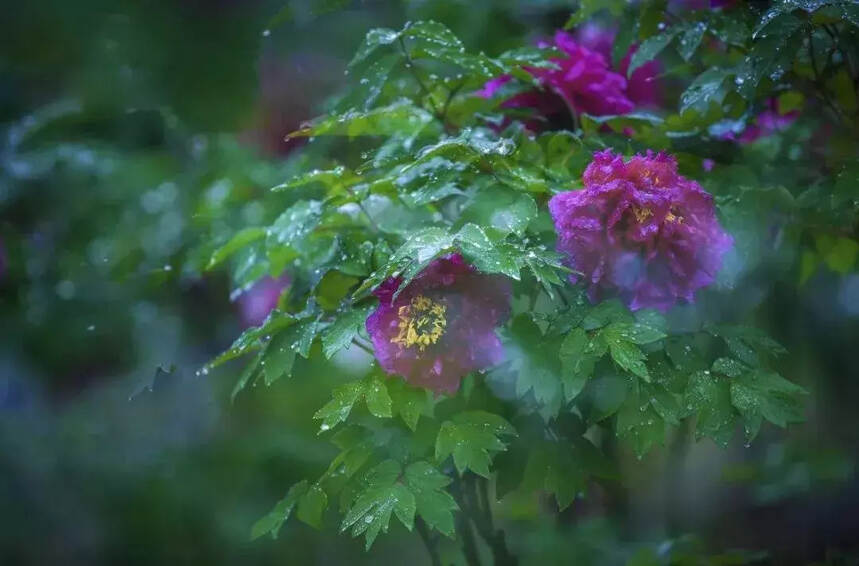 赏花、赏雨、赏春光，一起感悟春雨诗词之美