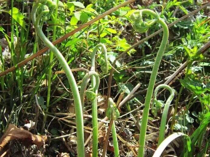 北川第七届中国羌茶节即将开幕，川茶名镇擂鼓镇等您寻山问茶