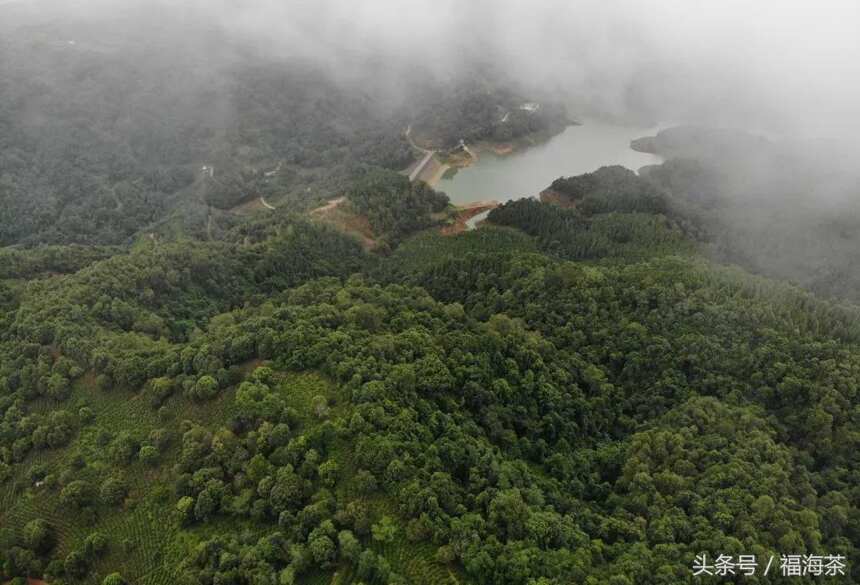 福海讲堂丨布朗山茶叶的滋味密码