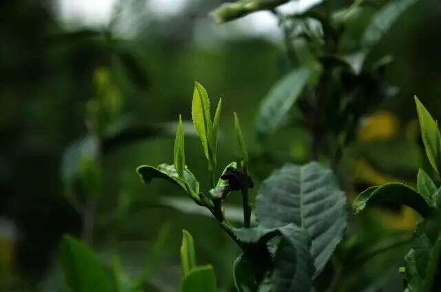 素问黄茶 | 北川“黄茶娘子”的求索路