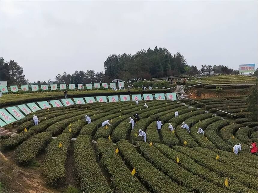 中国·旺苍第十二届米仓山采茶节今日开幕