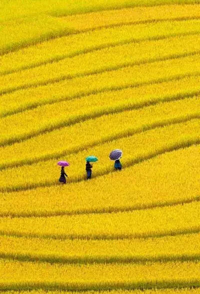 「美图」这花田，太美了