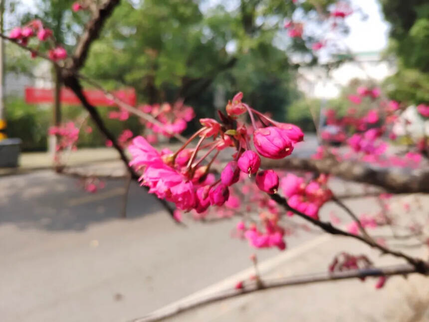 武汉大学的早樱，开了