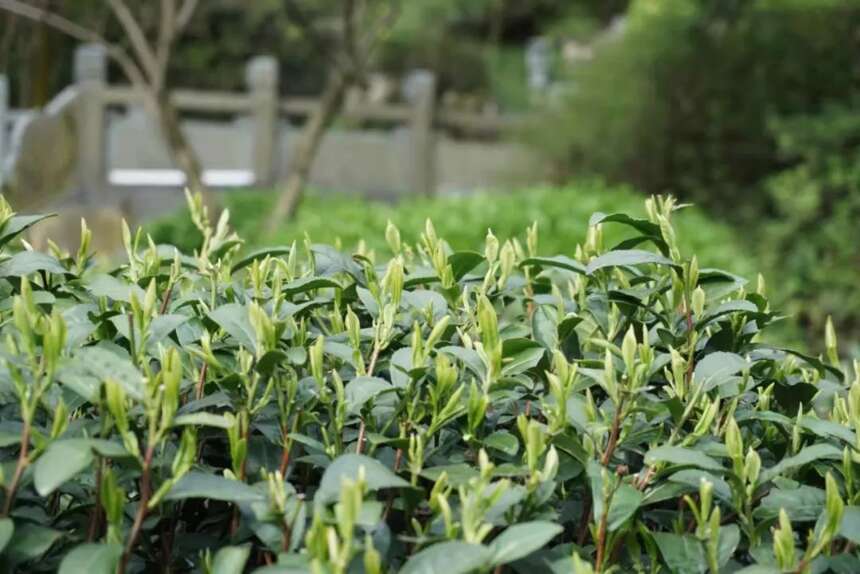 信不信由你，蒙顶山茶园安家茶店子茶文化公园