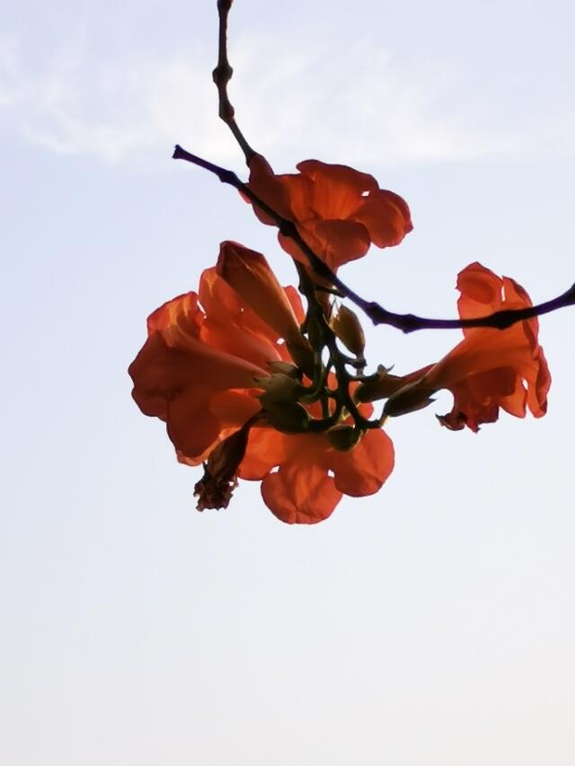 飘逸的凌霄花