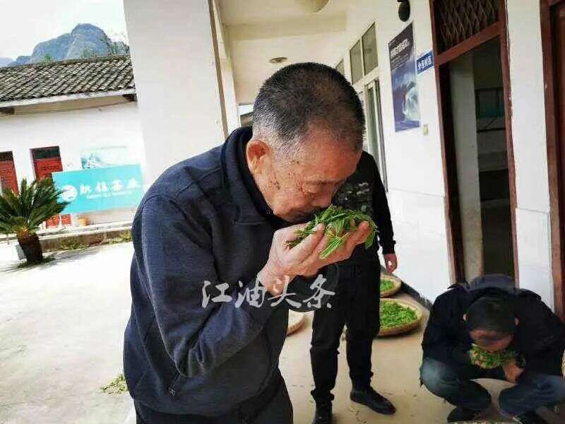 江子崖茶为江油藏王寨周边群众增收致富