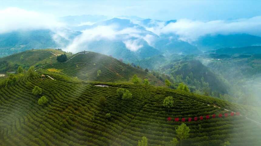 七万茶企，守护了一片大好河山