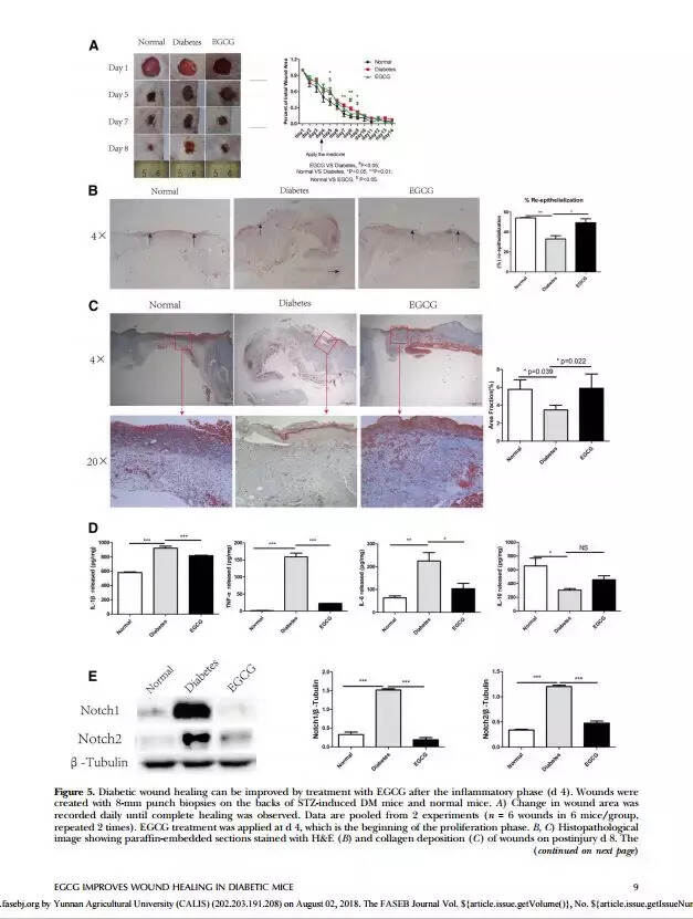 云南农大阐明茶多酚促进糖尿病伤口愈合作用及其机制