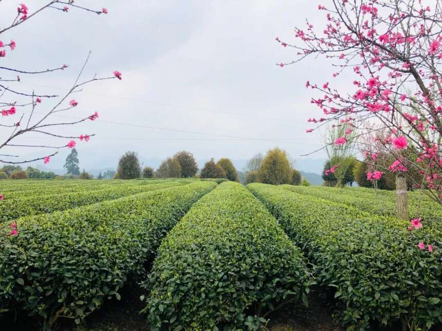 来自全国各地茶友朝拜世界茶文化圣山蒙顶山