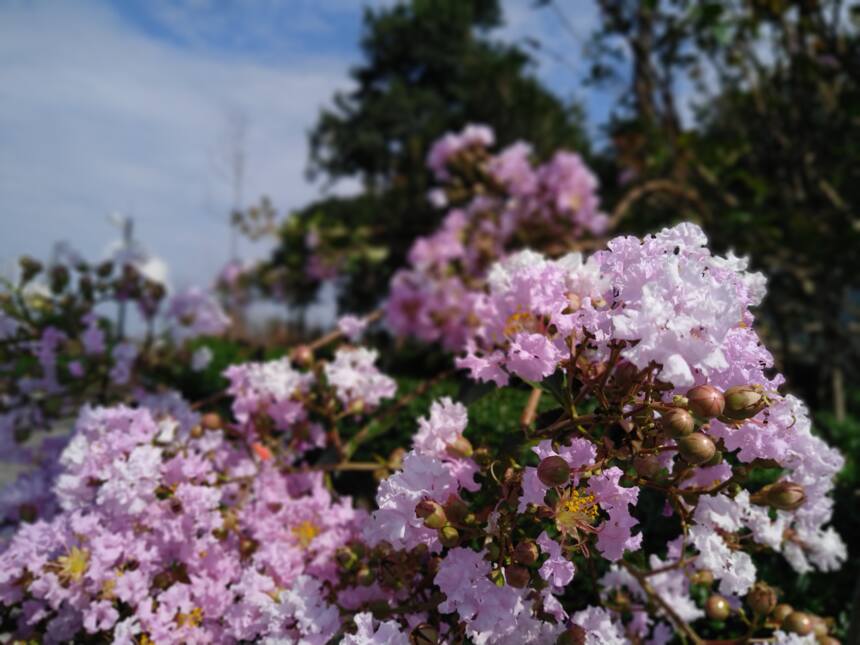 蒙顶山茶园一日游