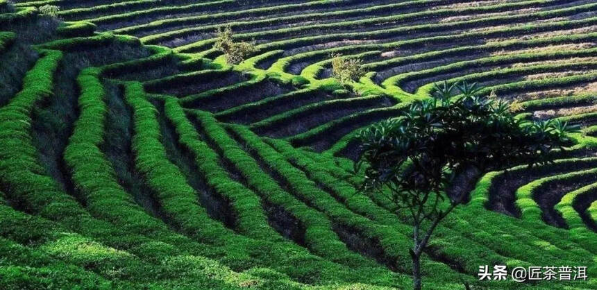 同为普洱茶，凭啥你比我贵十几倍