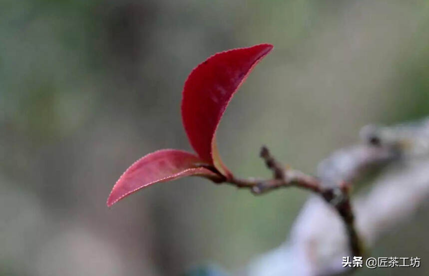 此茶，有帝王之气