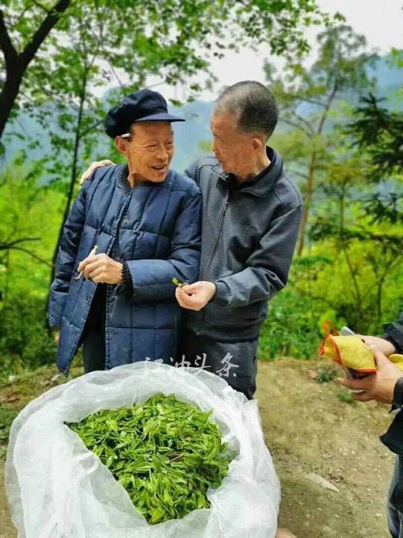 江子崖茶为江油藏王寨周边群众增收致富