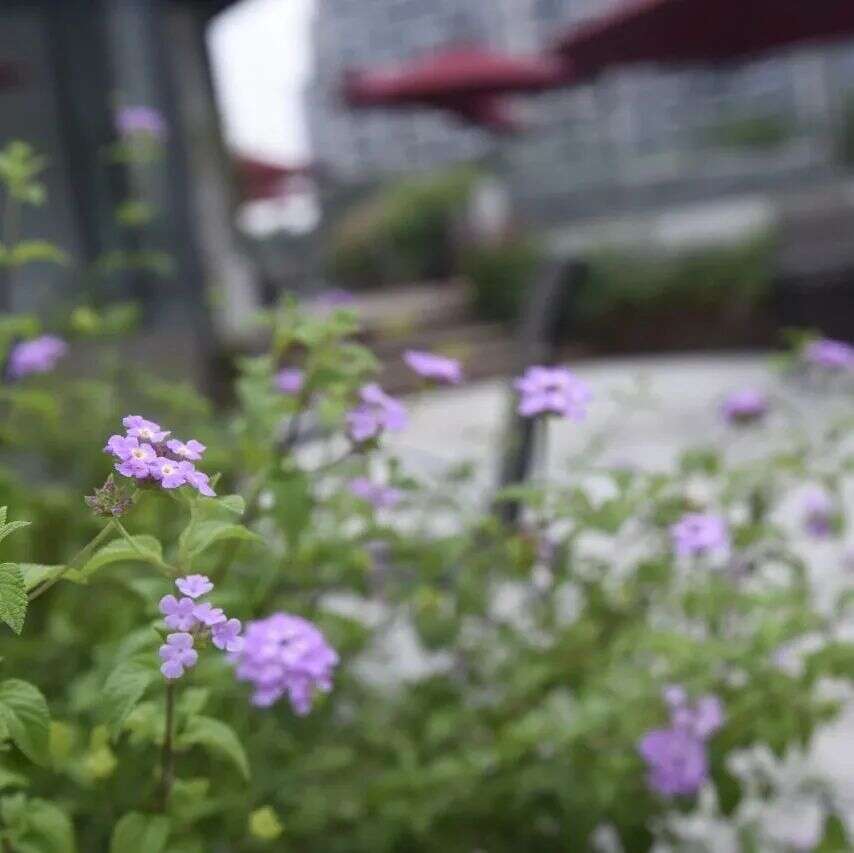 三饮茶园 品味育新