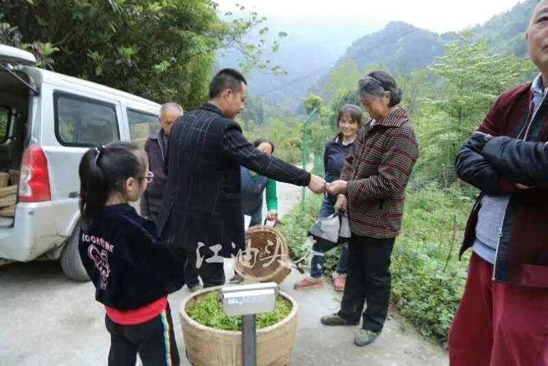 江子崖茶为江油藏王寨周边群众增收致富