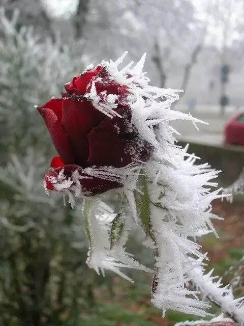 难得一见的雪中花，美到心醉！