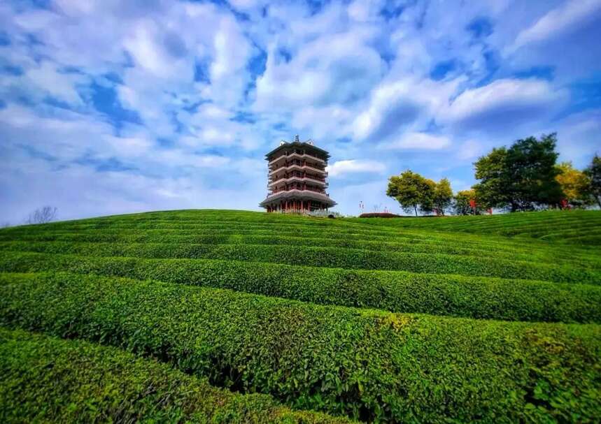 茶旅游学｜在去千户苗寨的路上，我把贵茶学个遍