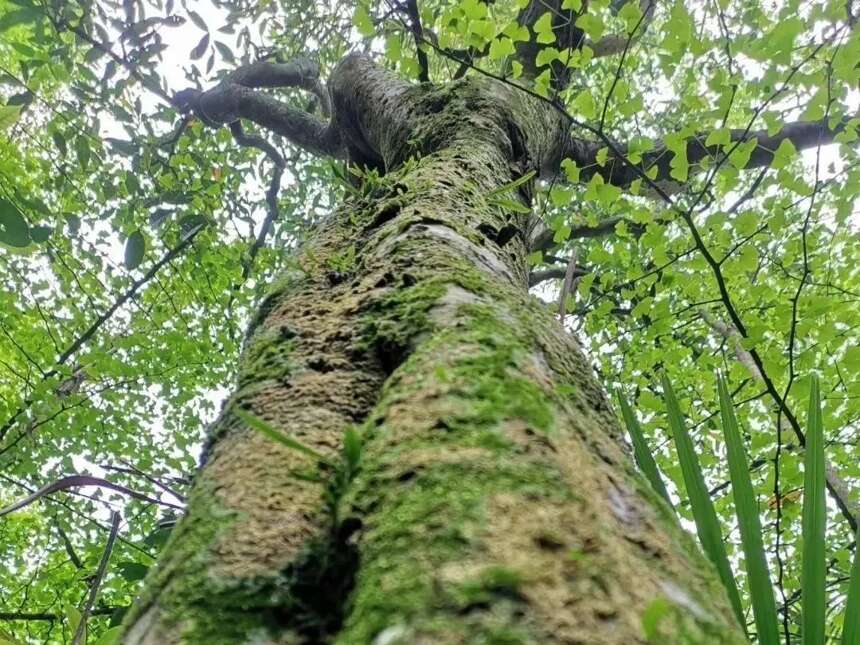 第一次听说四川还有古茶树？钟渭基谈四川野生大茶树