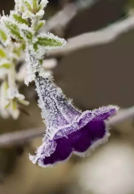 难得一见的雪中花，美到心醉！